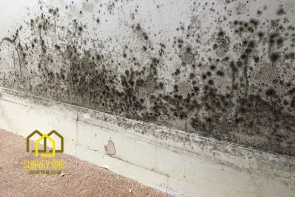What’s the First Step to Take When You Notice Damp on a Party Wall Gloucester?